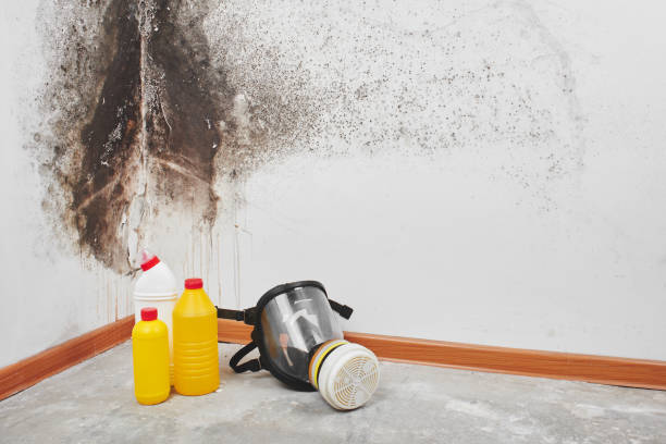 Best Office Mold Removal Services  in Mineral Point, WI