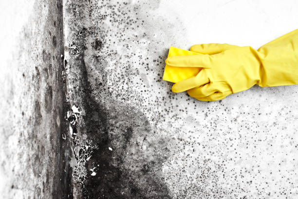 Best Local Mold Removal Service  in Mineral Point, WI