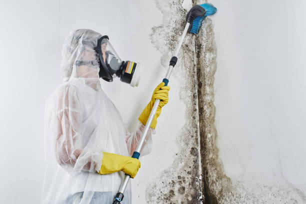 Best Attic Mold Removal  in Mineral Point, WI