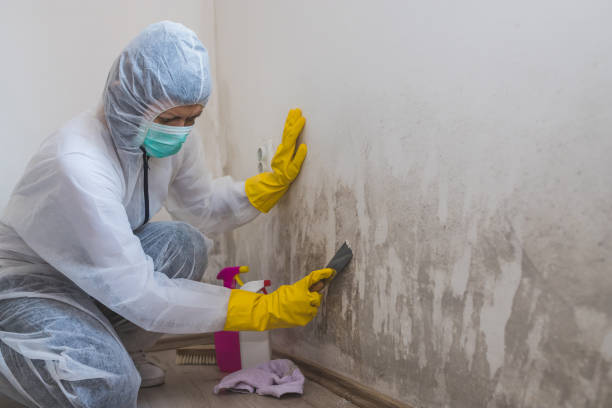 Best Mold Remediation  in Mineral Point, WI