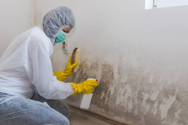 Best Mold Damage Repair  in Mineral Point, WI