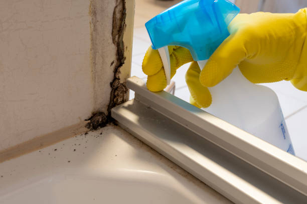 Best Toxic Mold Removal  in Mineral Point, WI