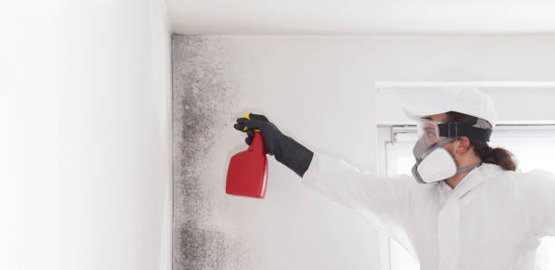 Best Office Mold Removal Services  in Mineral Point, WI