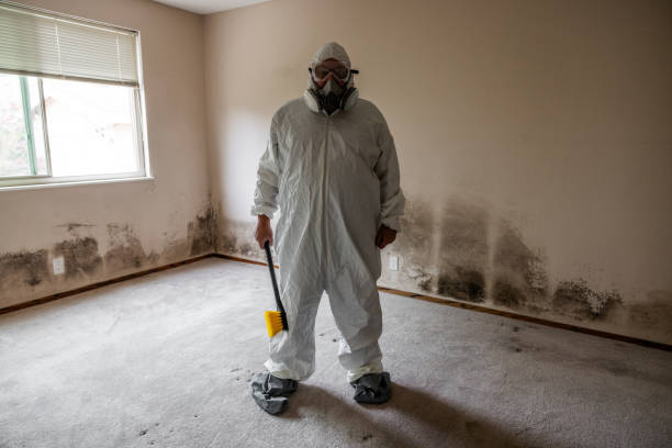 Best Certified Mold Removal  in Mineral Point, WI