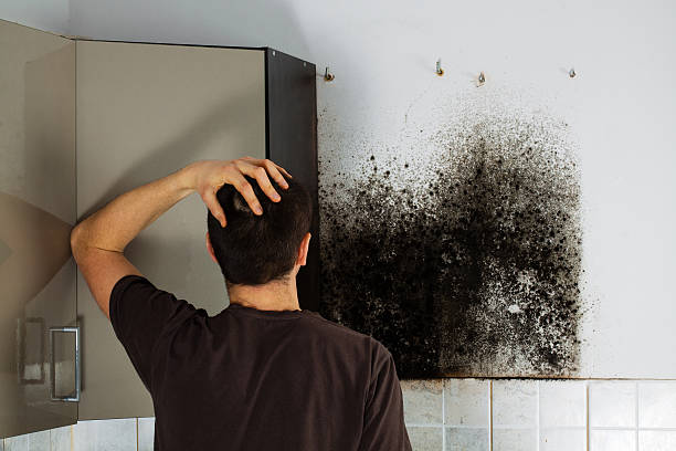 Best Mold Removal Company Near Me  in Mineral Point, WI