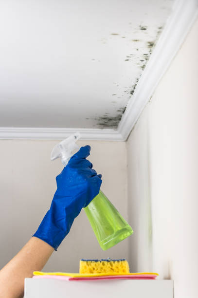 Best Emergency Mold Removal  in Mineral Point, WI